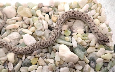 animal image