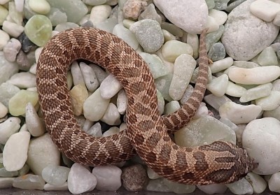 animal image