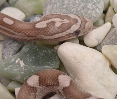 animal image