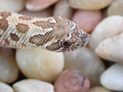 animal image