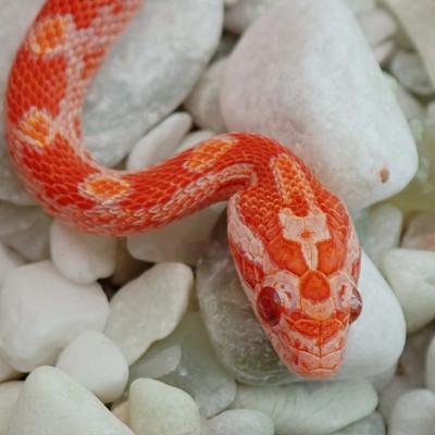 animal image