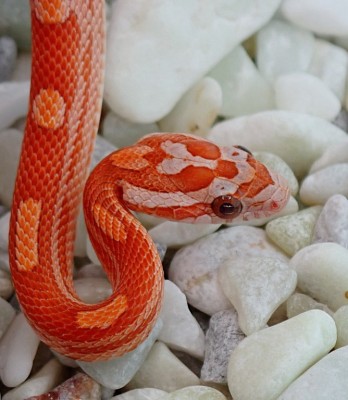 animal image