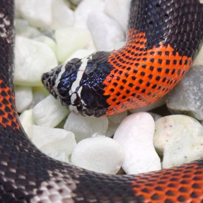 animal image