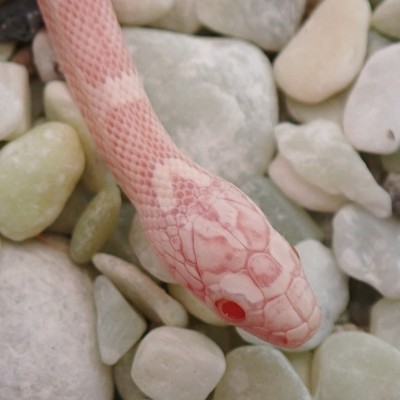 animal image
