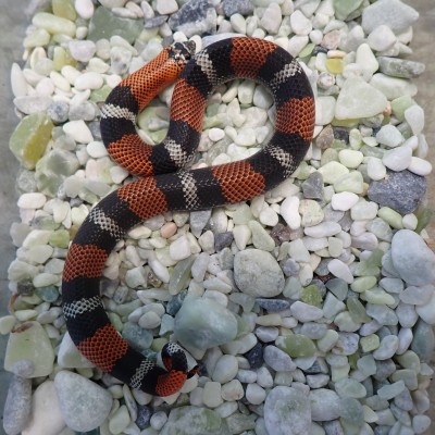 animal image