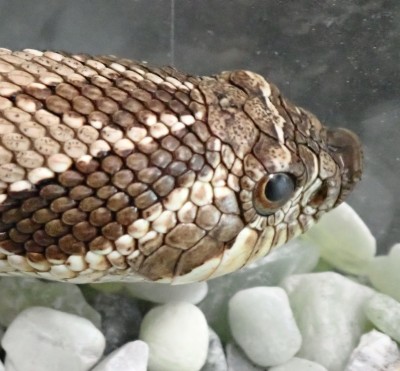 animal image