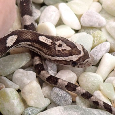 animal image