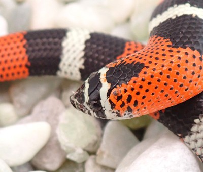 animal image