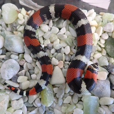 animal image