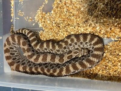 animal image