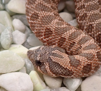 animal image