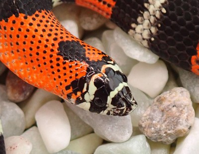 animal image