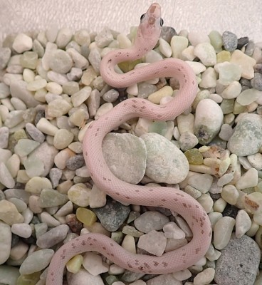 animal image