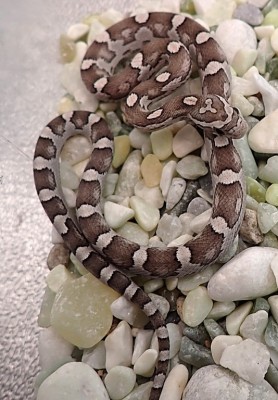 animal image