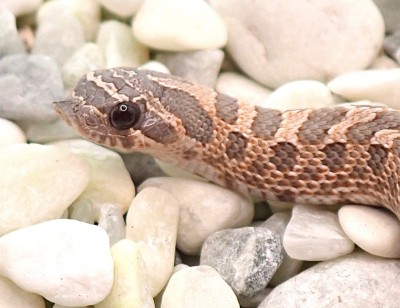 animal image