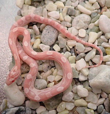 animal image