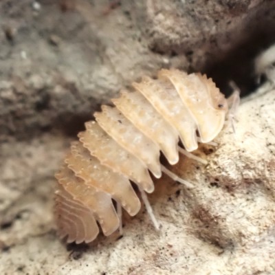 animal image