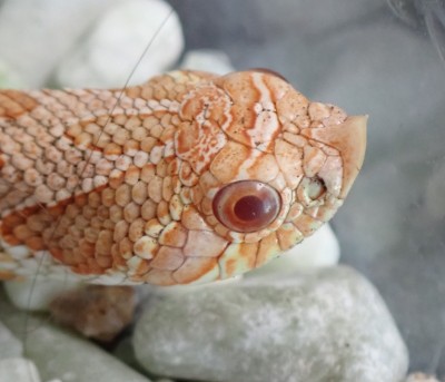 animal image