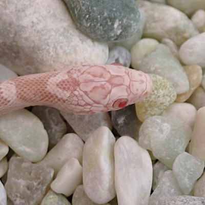animal image