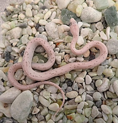 animal image