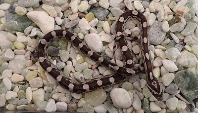 animal image