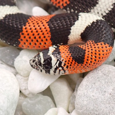 animal image