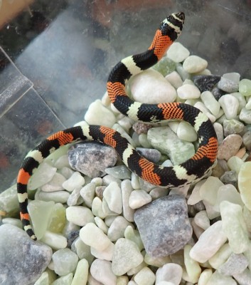 animal image