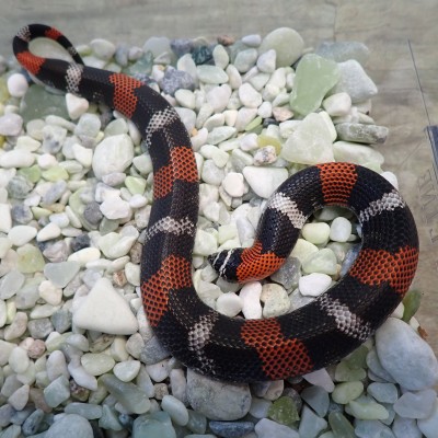animal image