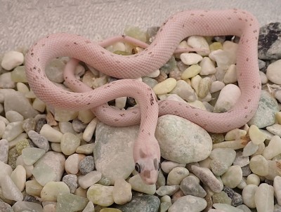 animal image
