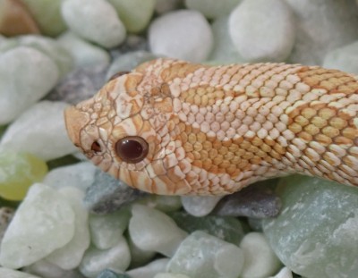 animal image