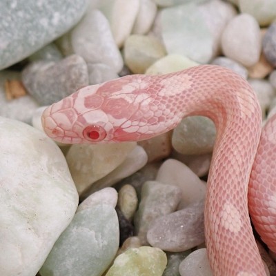 animal image