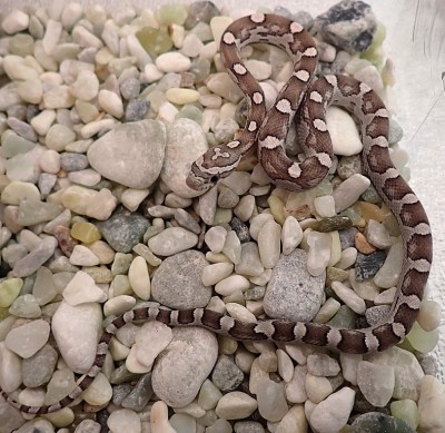 animal image