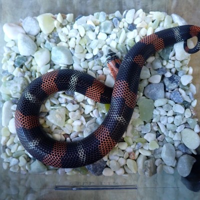 animal image