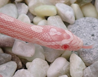 animal image