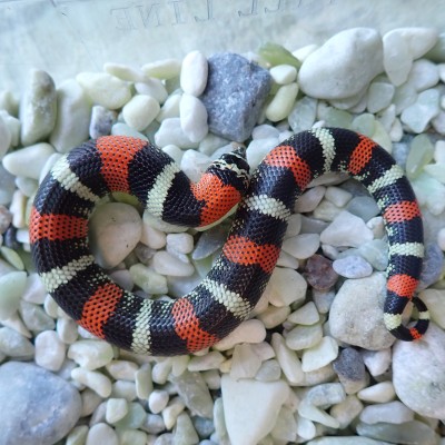 animal image