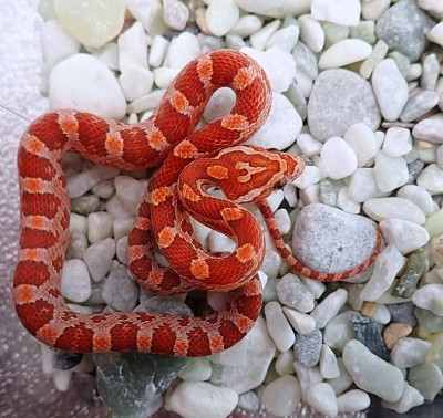 animal image