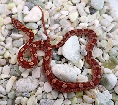 animal image