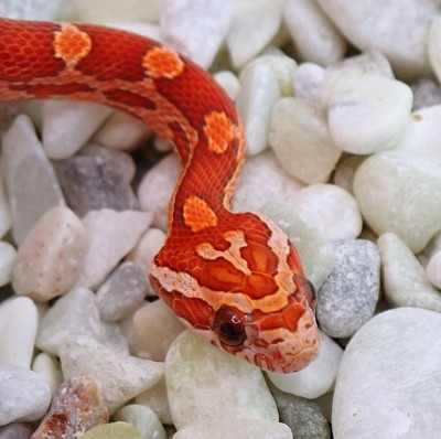 animal image