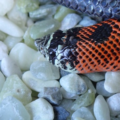 animal image