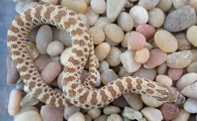 animal image