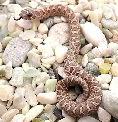 animal image