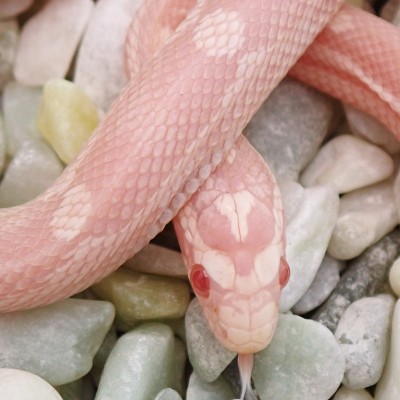animal image