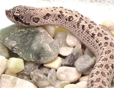 animal image