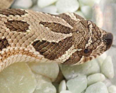 animal image