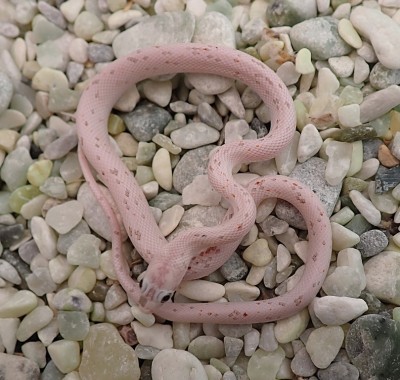 animal image