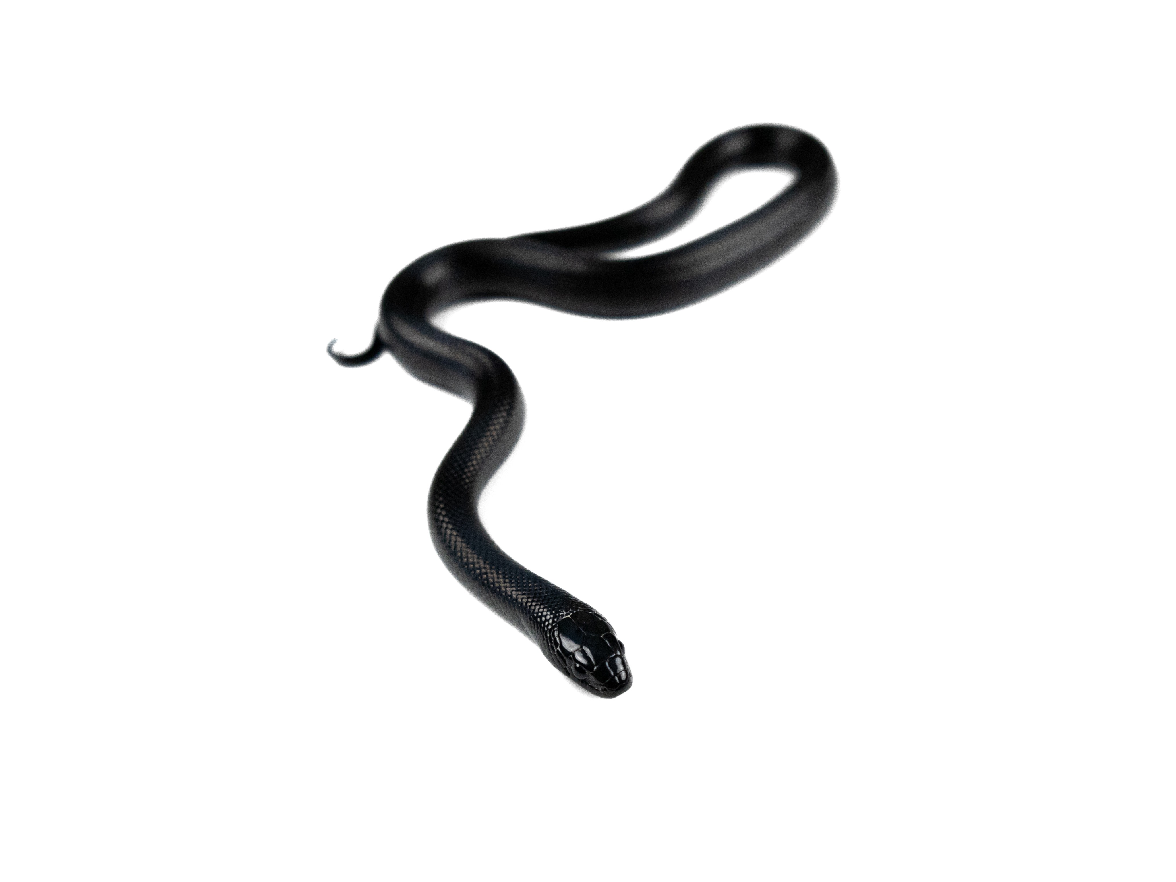 animal image