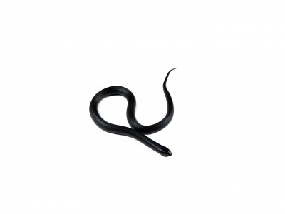 animal image