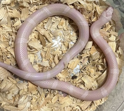 animal image