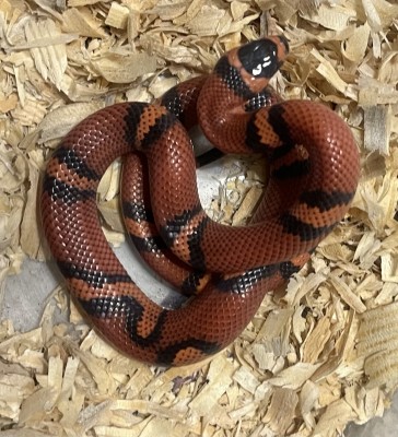 animal image