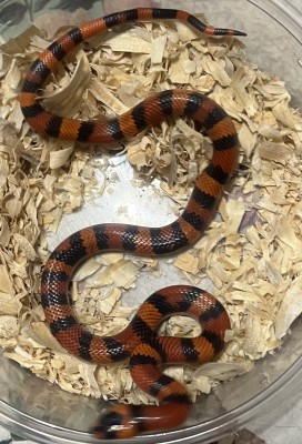 animal image